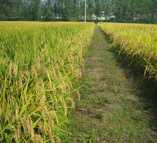 �93̖-ˮ���N��-����N�I(y��)