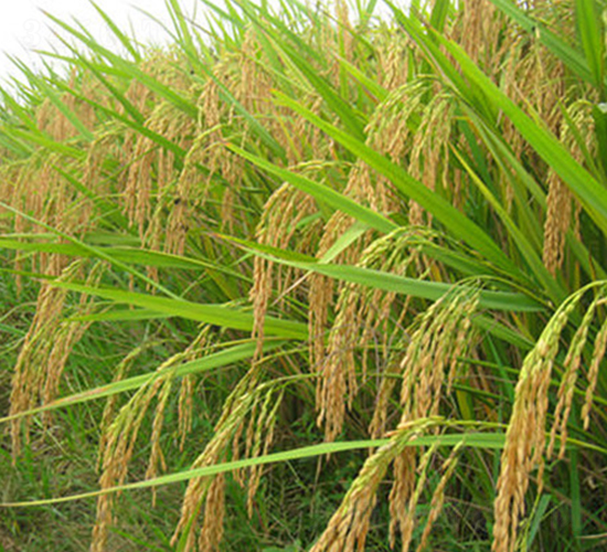 ���Ƀ�(y��u)5̖-ˮ���N��-����N�I(y��)