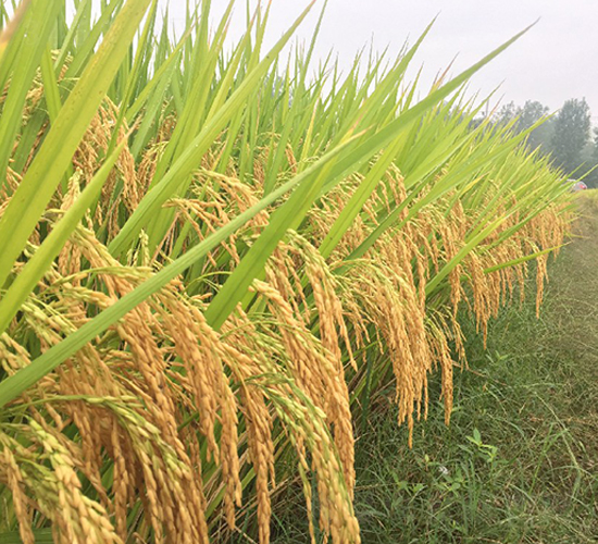 �Ƀ�(y��u)005-ˮ���N��-����N�I(y��)