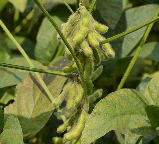 ����15̖-�󶹷N��-����N�I(y��)