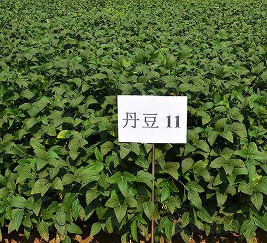 ����11̖(h��o)-�󶹷N��-����N�I(y��)