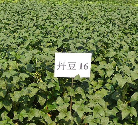 ����16̖(h��o)-�󶹷N��-����N�I(y��)