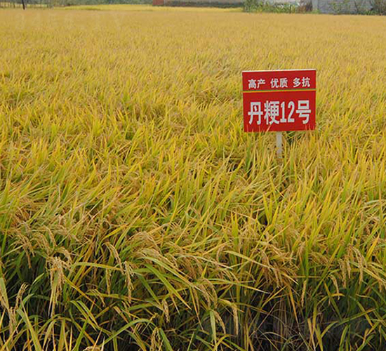 ����12̖(h��o)-ˮ���N��-����N�I(y��)