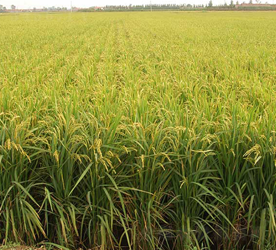 ����18̖-ˮ���N��-����N�I(y��)