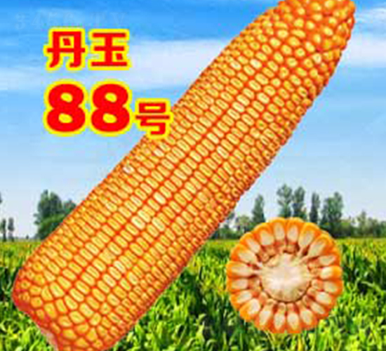 ����88̖(h��o)-���׷N��-����N�I(y��)