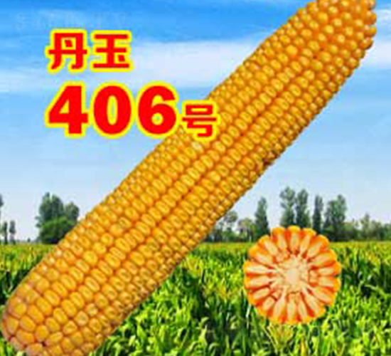 ����406̖(h��o)-���׷N��-����N�I(y��)