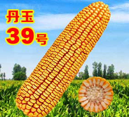 ����39̖(h��o)-���׷N��-����N�I(y��)