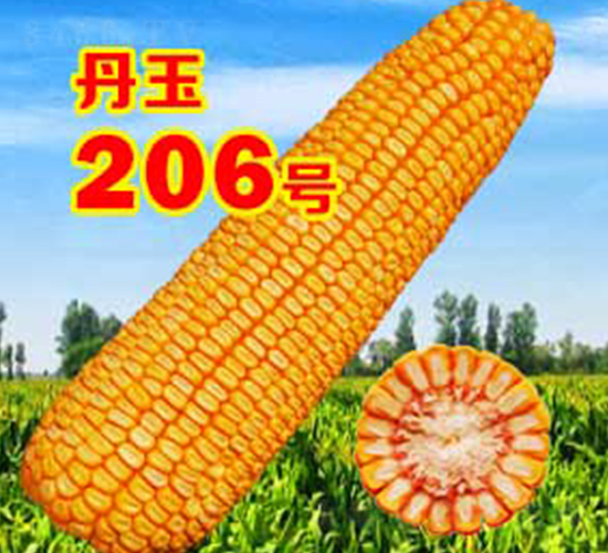 ����206̖-���׷N��-����N�I(y��)