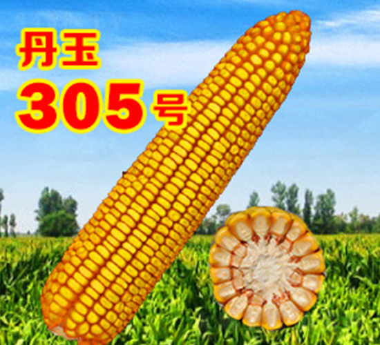 ����305̖(h��o)-���׷N��-����N�I(y��)