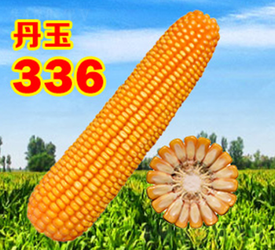 ����336-���׷N��-����N�I(y��)