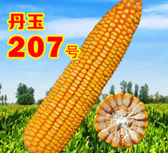 ����207̖-���׷N��-����N�I(y��)