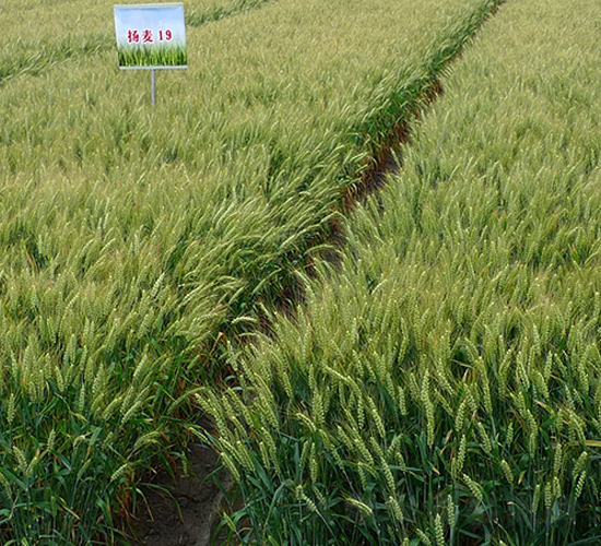 �P��19-С���N��-������