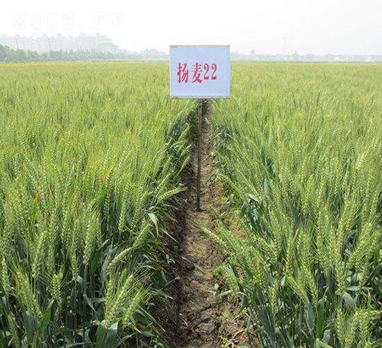 �P��22-С���N��-������