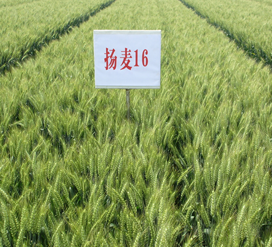 �P��16-С���N��-������