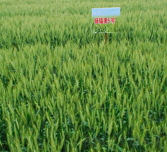 �P(y��ng)ݗ��5̖(h��o)-С���N��-������