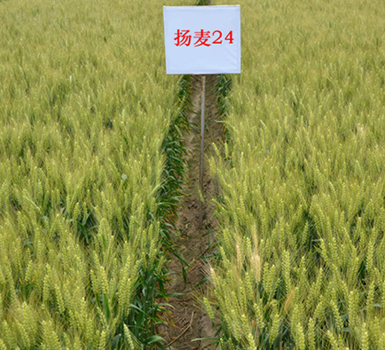 �P(y��ng)��24-С���N��-������