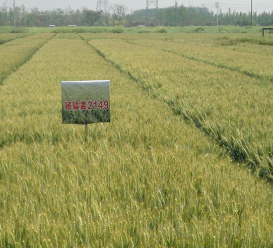 �P(y��ng)ݗ��9̖-С���N��-������