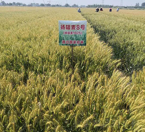 �Pݗ��8̖-С���N��-������