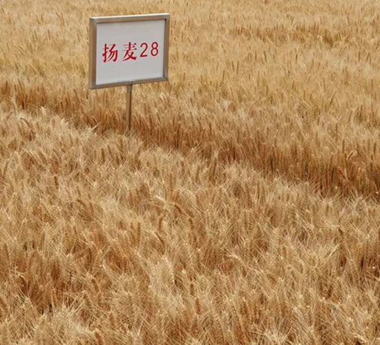 �P(y��ng)��28-С���N��-������