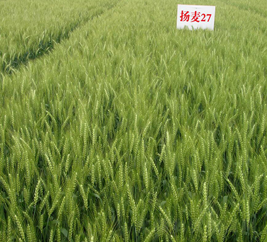 �P��27-С���N��-������