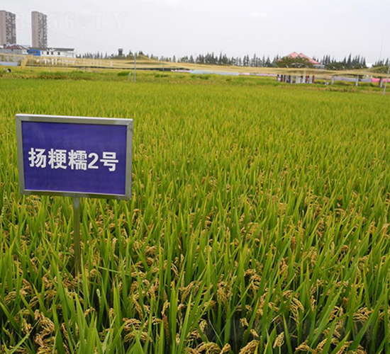 �P(y��ng)��Ŵ2̖(h��o)-ˮ���N��-������