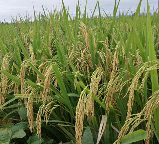 �P��(y��u)��ռ-ˮ���N��-������