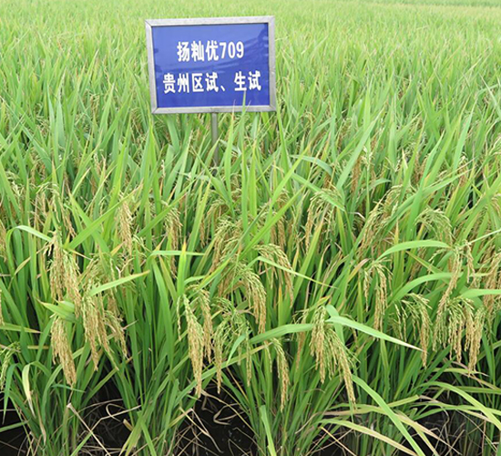 ��i��(y��u)709-ˮ���N��-������