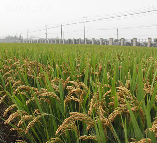 �P��103-ˮ���N��-������