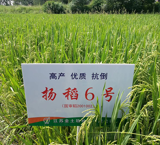 �P(y��ng)��6̖(h��o)-ˮ���N��-������