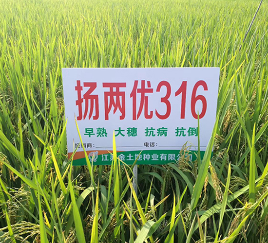 �P(y��ng)�Ƀ�(y��u)316-ˮ���N��-������