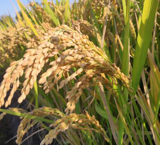 ������1̖(h��o)-ˮ���N��-������