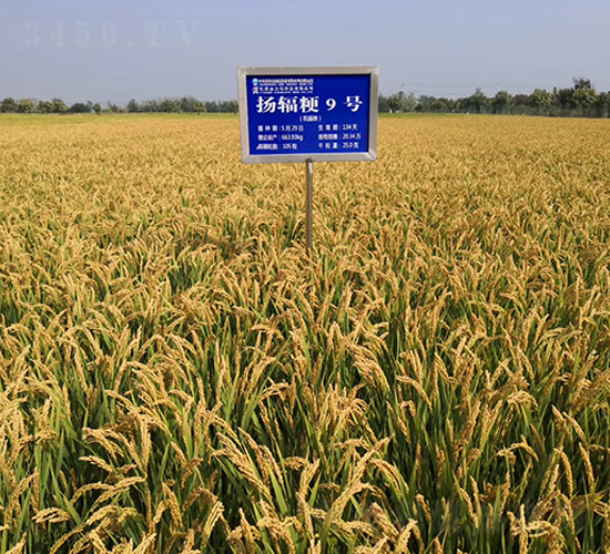 �P(y��ng)ݗ��9̖-ˮ���N��-������