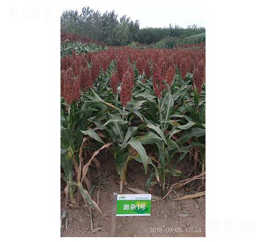 º�s1̖-�����N��-º��N�I(y��)