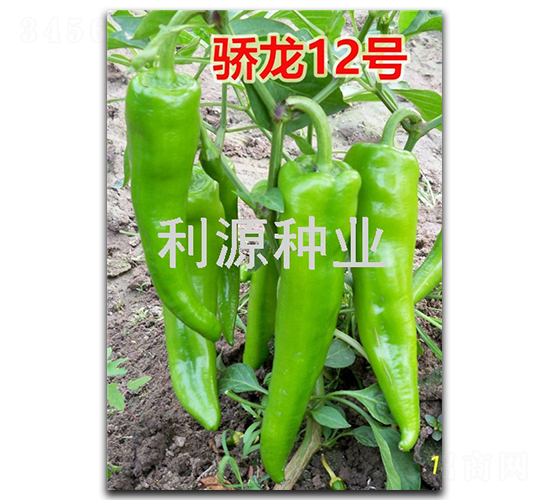 ���12̖(h��o)-�����N��-��Դ�N�I(y��)