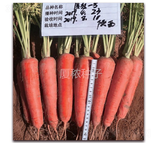 �B�tһ̖-���}���N��-�B���r(n��ng)�I(y��)