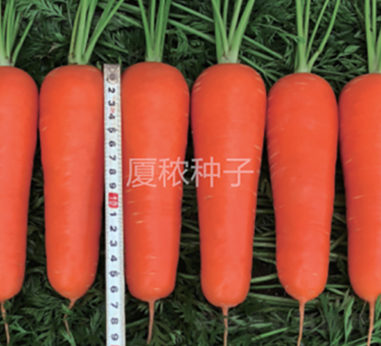 �B�t��̖-���}���N��-�B���r(n��ng)�I(y��)