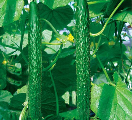 ���h�����S��-�S�ϷN��-�G����