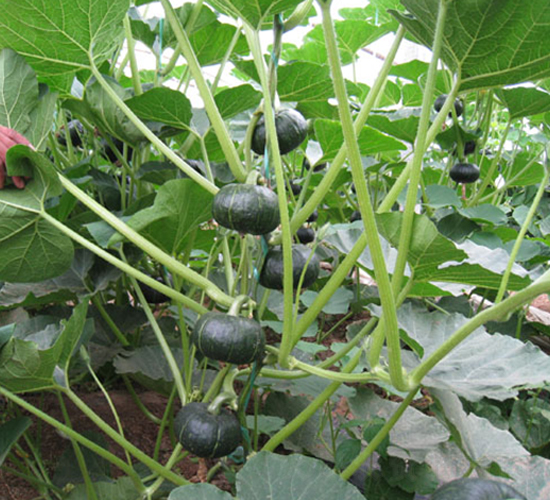 ����156-�ϹϷN��-���y�ϲ�