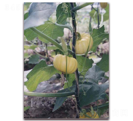 ���101-�ϹϷN��-���y�ϲ�