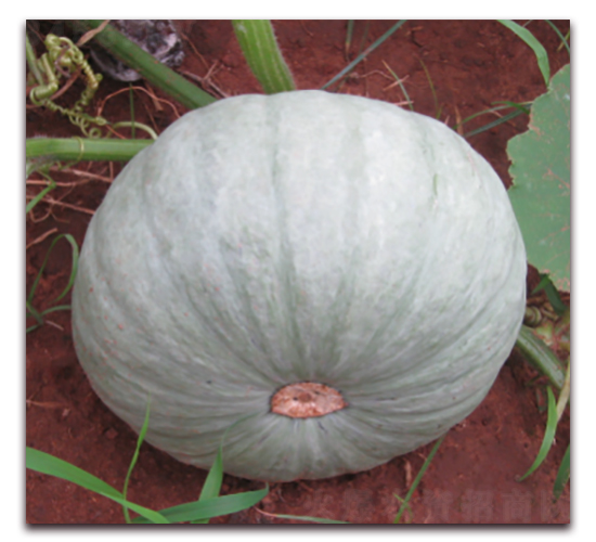 ����112-�ϹϷN��-���y�ϲ�