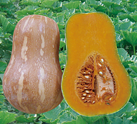 ����5653-�ϹϷN��-���y�ϲ�