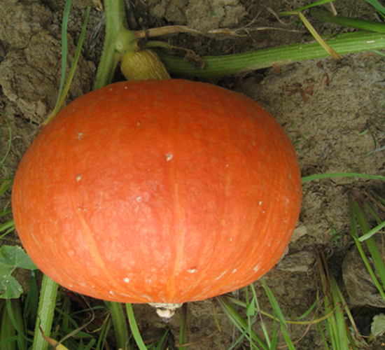 ��������-�ϹϷN��-���y�ϲ�