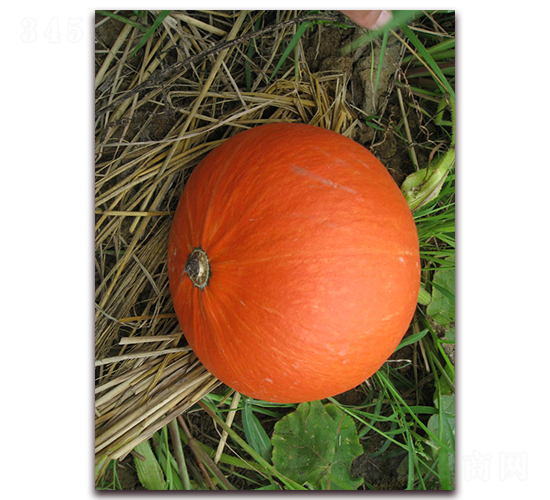 ������̖-�ϹϷN��-���y�ϲ�