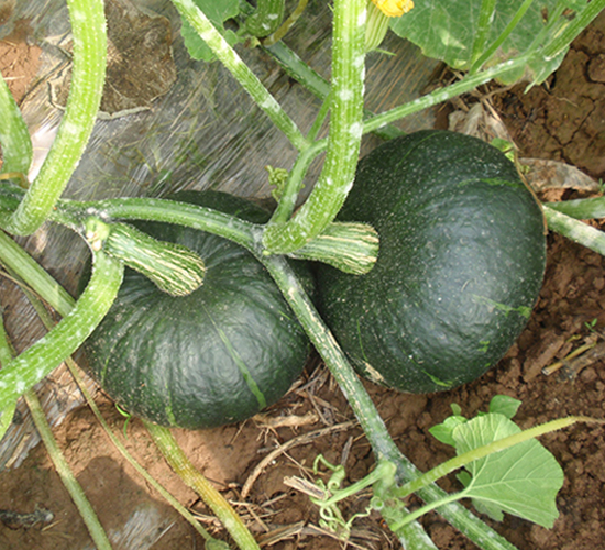 �ھ�һ̖-�ϹϷN��-���y�ϲ�