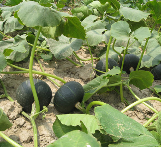 ���y�ھ�-�ϹϷN��-���y�ϲ�