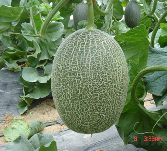 ������17̖(h��o)-��ϷN��-���y�ϲ�