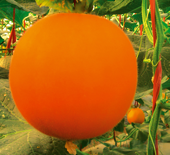 ������12̖(h��o)-��ϷN��-���y�ϲ�