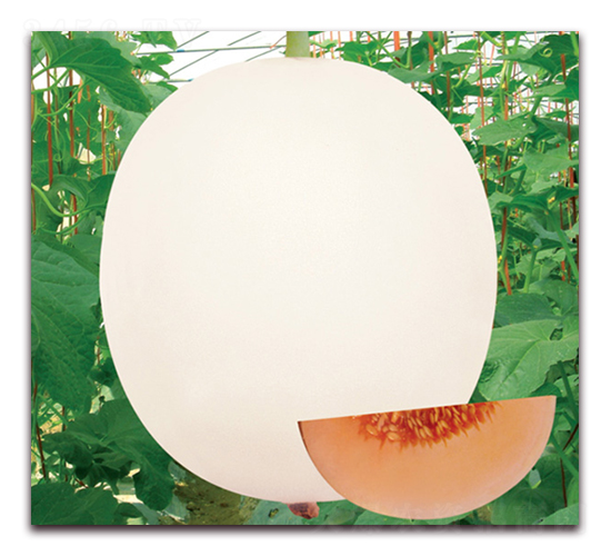 ������9̖(h��o)-��ϷN��-���y�ϲ�