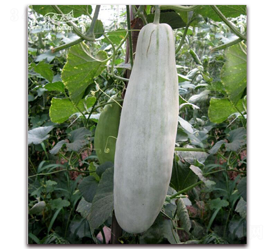 ţ����-��ϷN��-���y�ϲ�