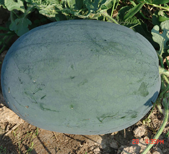 ��ތ�-���ϷN��-���y�ϲ�